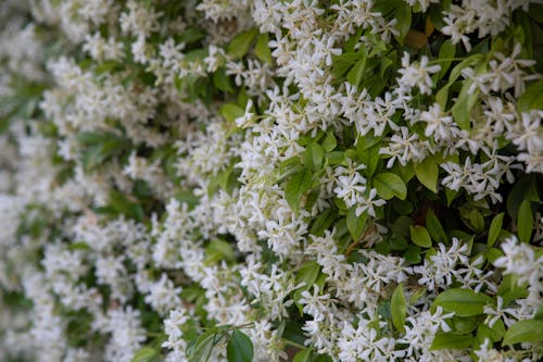 Star Jasmine Flowers With Green Leaves