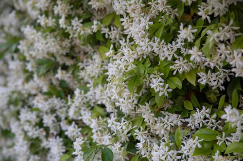 Free Vibrant star jasmine flowers in full bloom with green leaves, capturing spring essence. Stock Photo