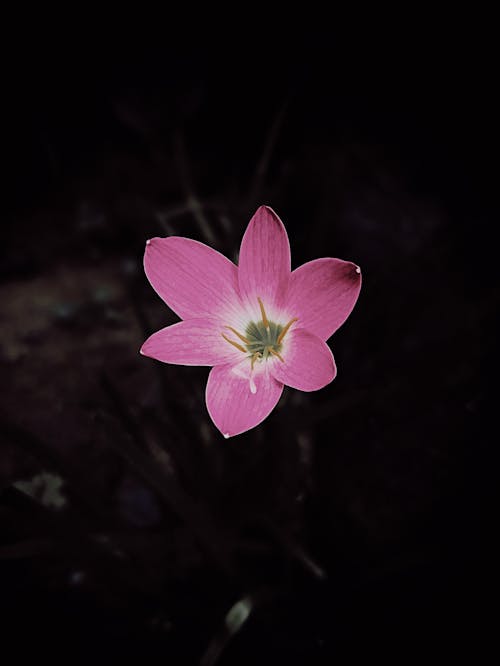 Free Small flower growing in night Stock Photo