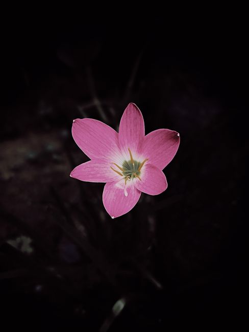 Closeup of small pink flower with six petals blooming surrounded with darkness in night time
