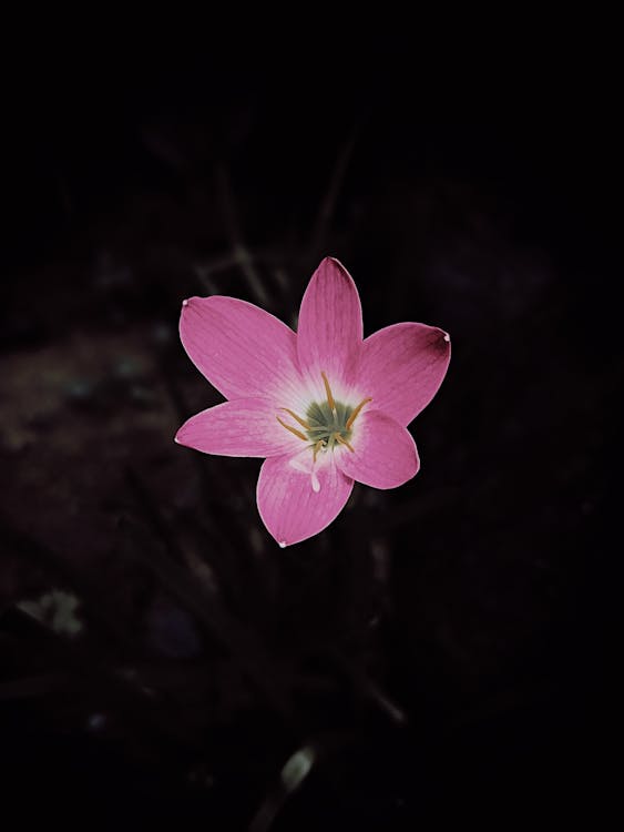 Small flower growing in night