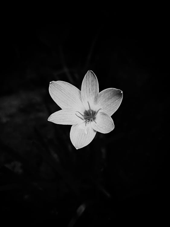 Closeup of black and white flower with six petals growing in night time