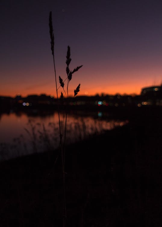 Безкоштовне стокове фото на тему «fotografía de paisaje, luces, planta»