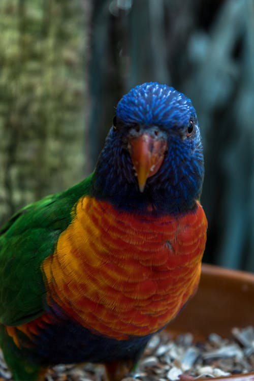 azul, hayvan, loro içeren Ücretsiz stok fotoğraf