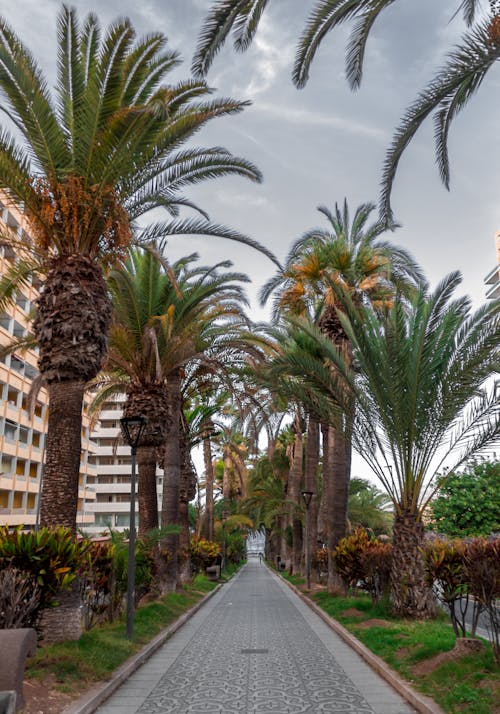 Immagine gratuita di arboles, ciudad, palmeras