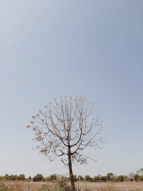Lonely tree planted among field