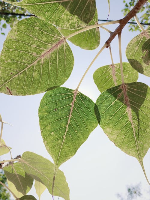 Green leaves on tree branch