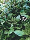 Green leaves of lush vivid thermophilic shrubbery with thin branches growing in garden