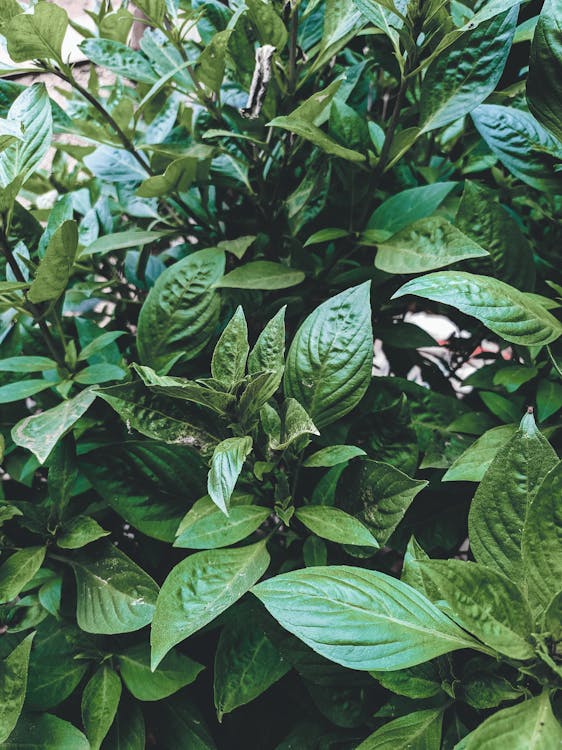 Green leaves of lush vivid thermophilic shrubbery with thin branches growing in garden