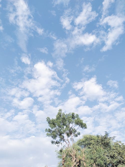 가지, 고요한, 공원의 무료 스톡 사진