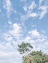 Treetop with leafy branches and cloudy sky