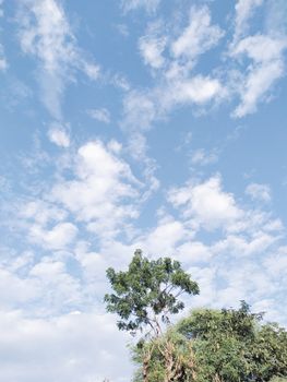 Treetop with leafy branches and cloudy sky