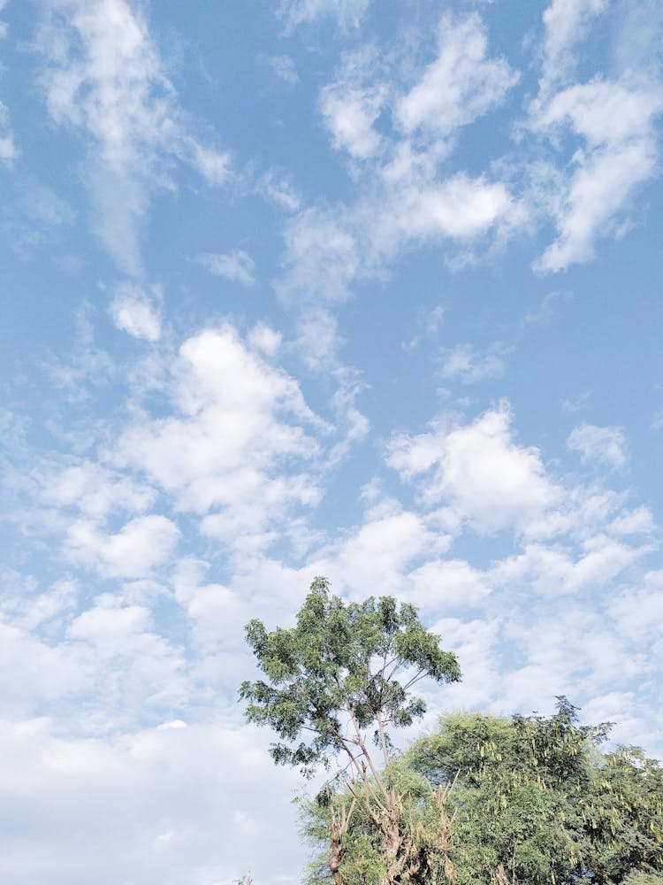 Treetop With Leafy Branches And Cloudy Sky