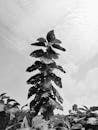 Tall wilted plant with holey leaves among lush shrubs in rural environment during daytime