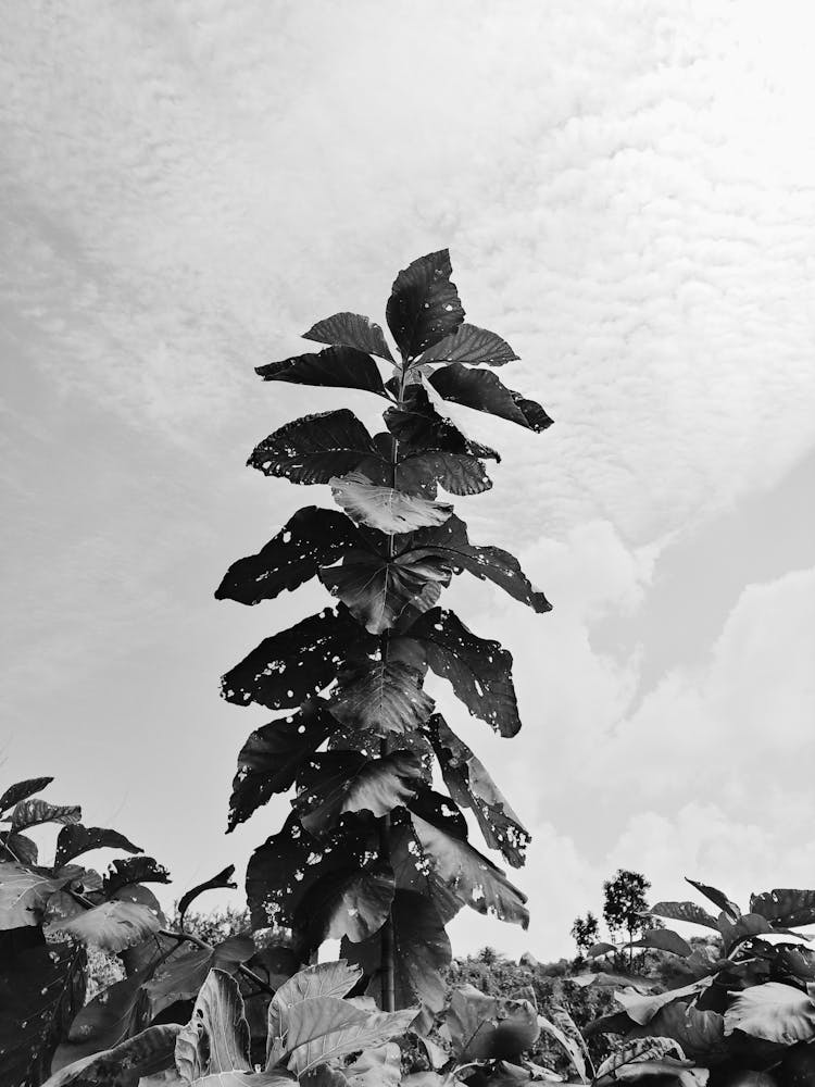 Wilted Plant Among Lush Bushes