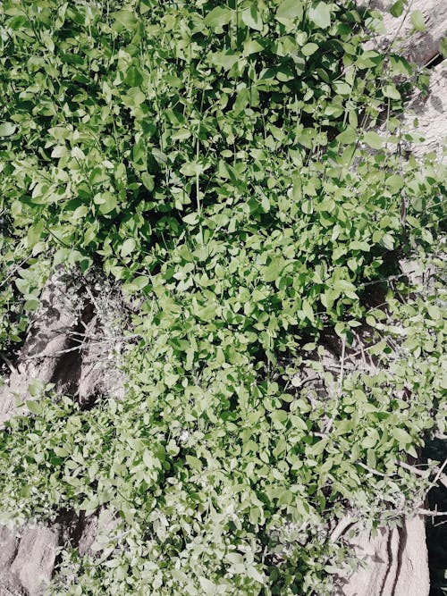From above of small shrub with green leaves growing on ground in forest