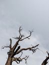 Withered tree with leafless branches