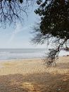 Serene sandy coast and tranquil sea behind leafy branch of tree in early morning
