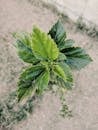 Green leaves of small plant