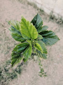 Green leaves of small plant