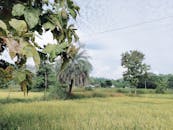 Leafy trees planted among green meadow of countryside area in tropical country during cloudy daytime