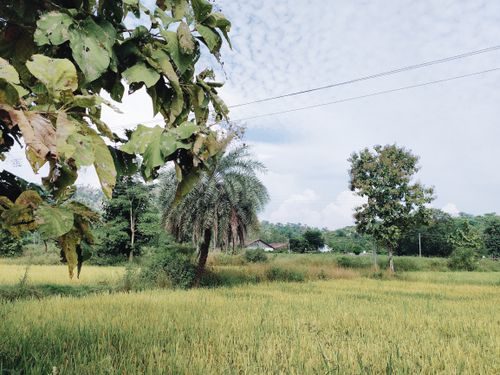 Free Leafy trees planted among green meadow of countryside area in tropical country during cloudy daytime Stock Photo