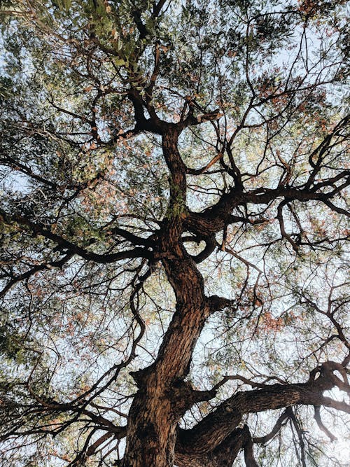 Free From below of old tree with leafy branches during sunny morning in autumn Stock Photo