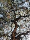 From below of old tree with leafy branches during sunny morning in autumn