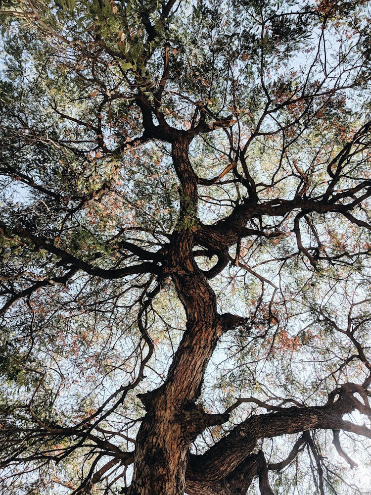 Tall Tree With Leafy Branches