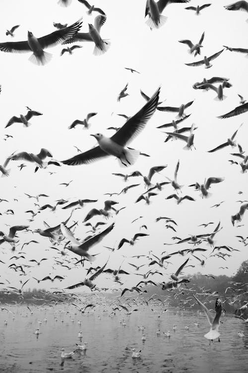 Flock of seagulls flying over rippling river