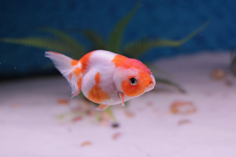 Vibrant orange and white ranchu goldfish swimming in a clear aquarium.