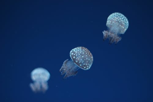 Photos gratuites de animaux, aquatique, arrière-plan bleu