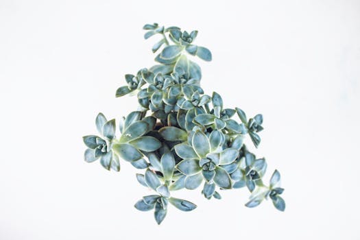 A close-up top view of a lush Echeveria succulent plant isolated on a clean white background, showcasing its symmetrical growth.
