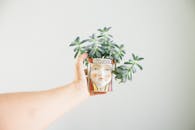 一只手握着多汁植物的特写，装饰花盆