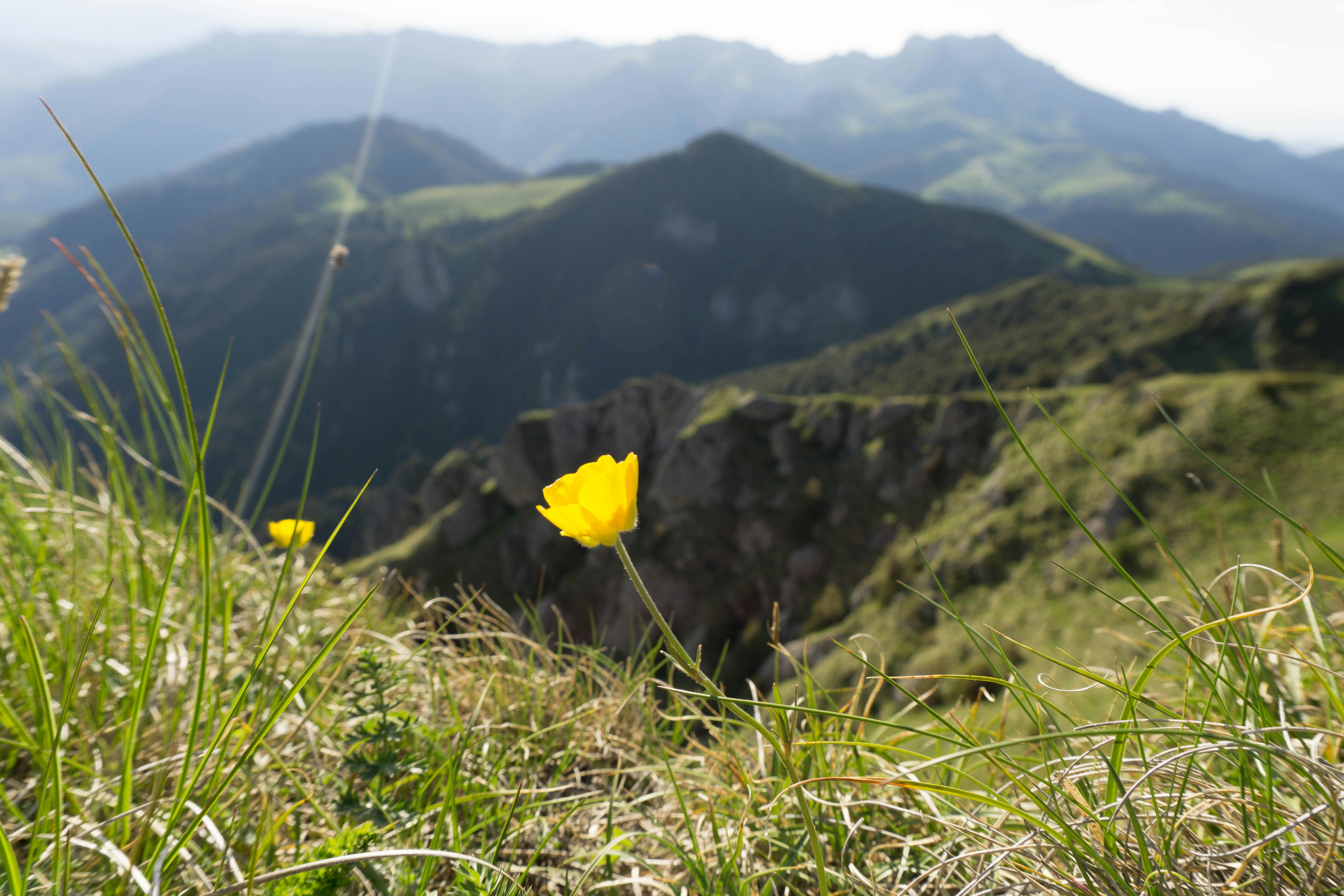 Photo Gratuite De Fleur Jaune Montagne