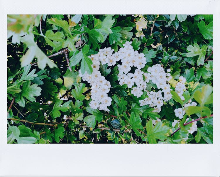 Blooming Mock Orange Tree In Garden