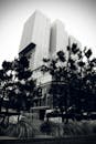 这幅戏剧性的黑白图像以树木为框架，展现了现代摩天大楼的城市建筑风貌