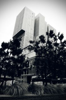 这幅戏剧性的黑白图像以树木为框架，展现了现代摩天大楼的城市建筑风貌