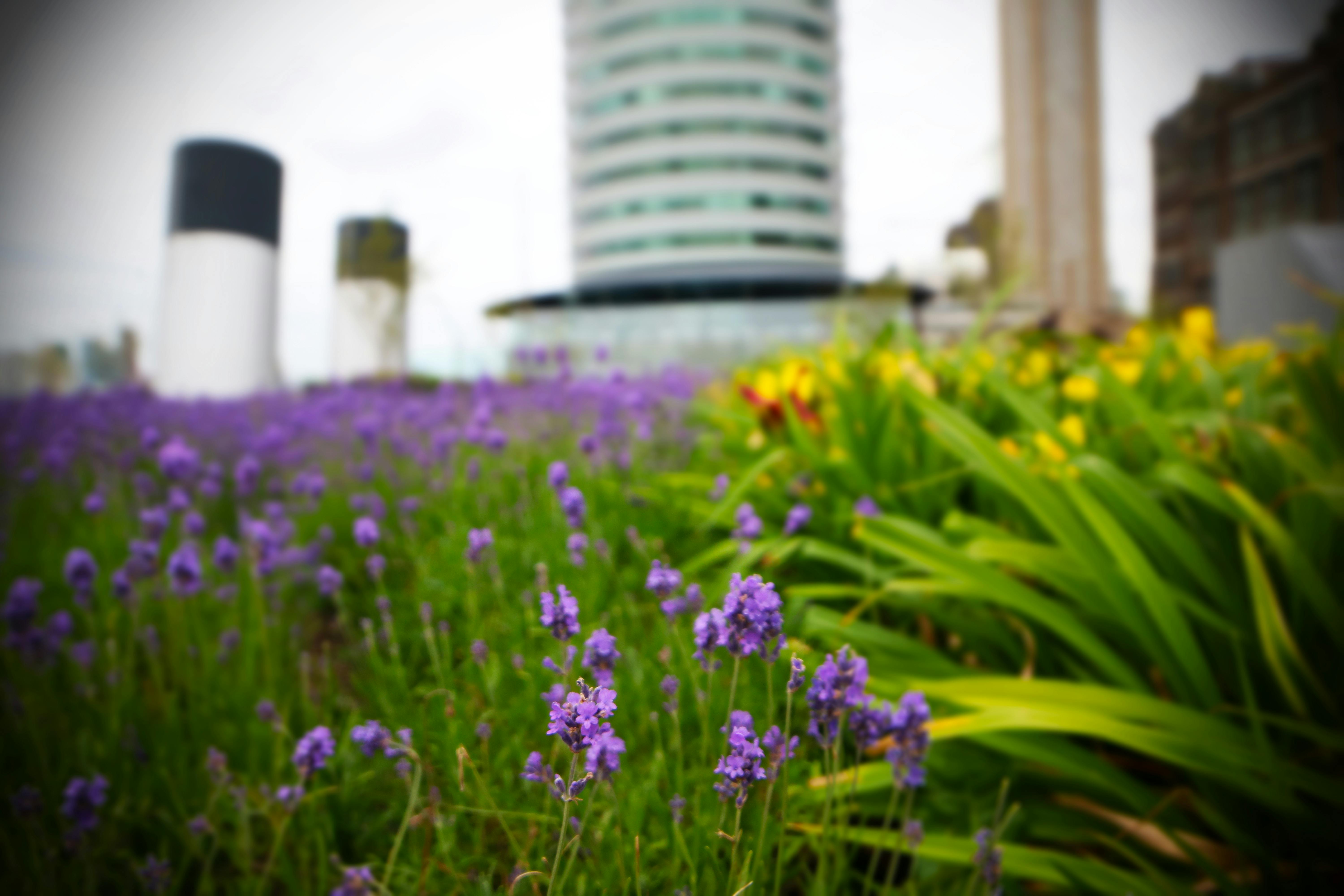 Free stock photo of architecture, city, flowers
