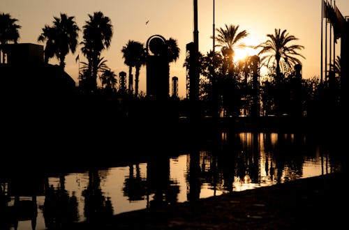 Free stock photo of palm, palm tree, sunrise