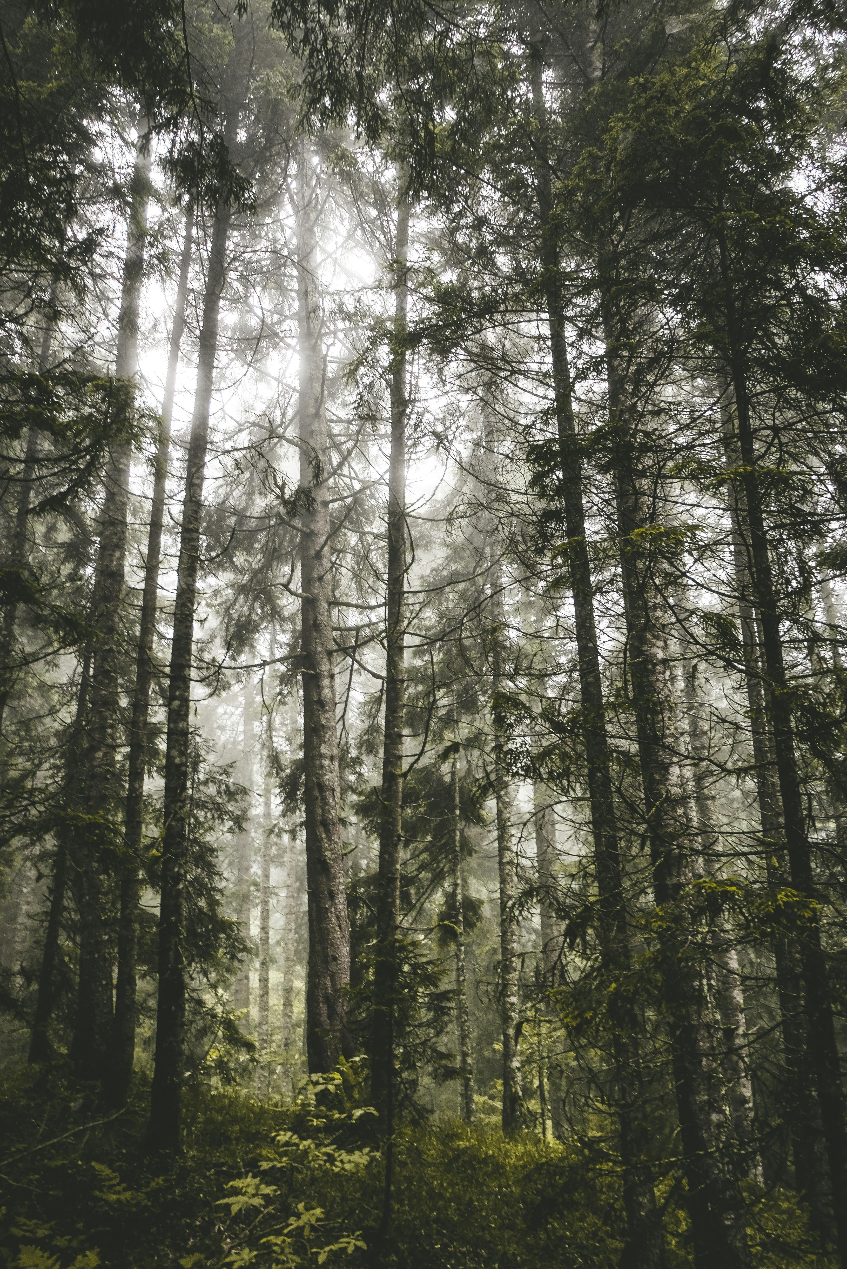 From below scenery of abundant trees growing in thick lush woodland in daylight