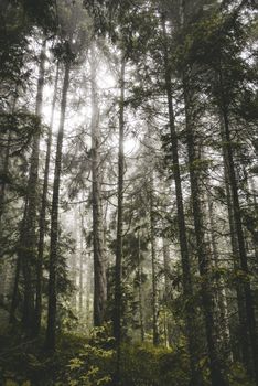 From below scenery of abundant trees growing in thick lush woodland in daylight