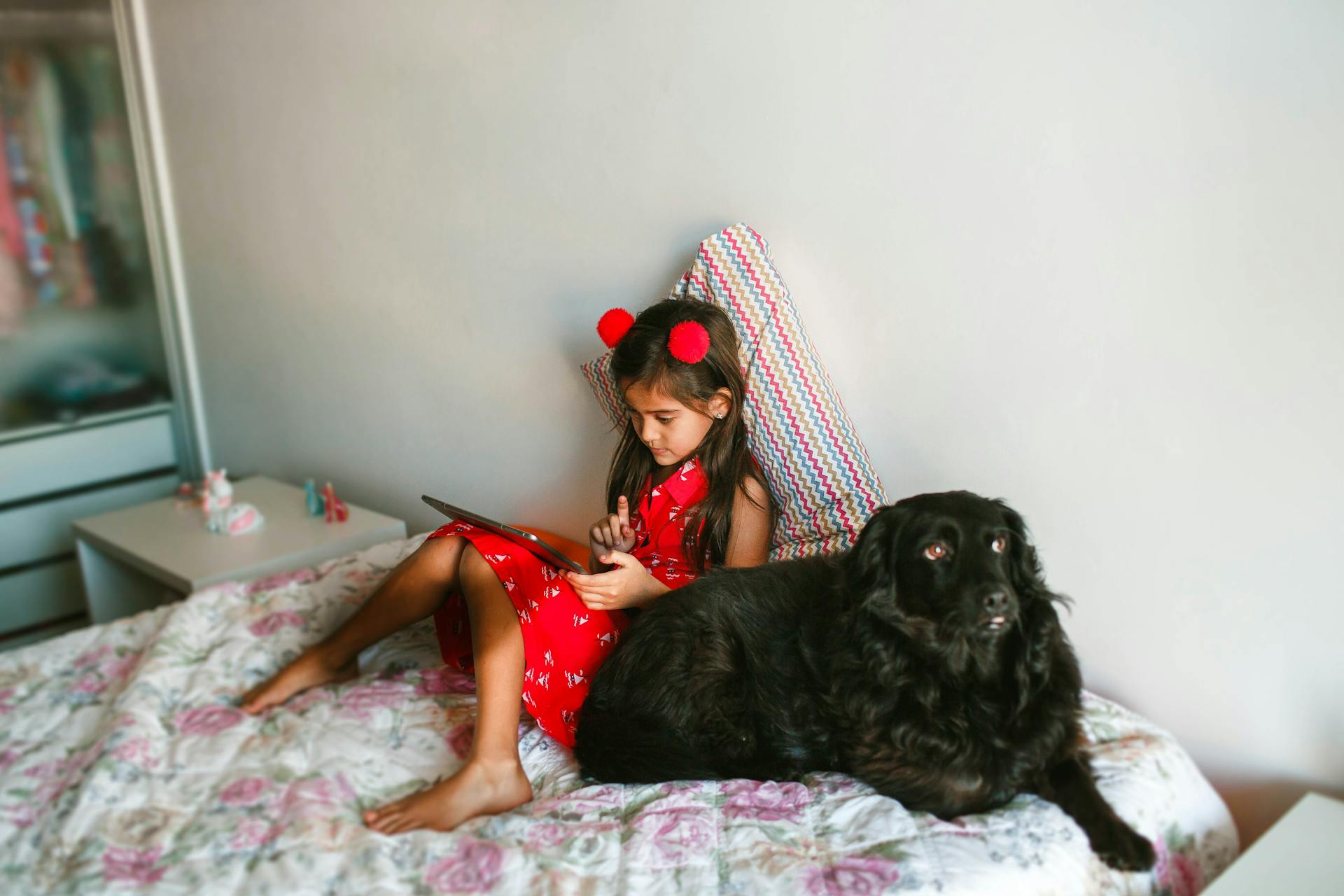 From above full body concentrated girl in red dress lying on comfy bed with black Spaniel dog and using tablet