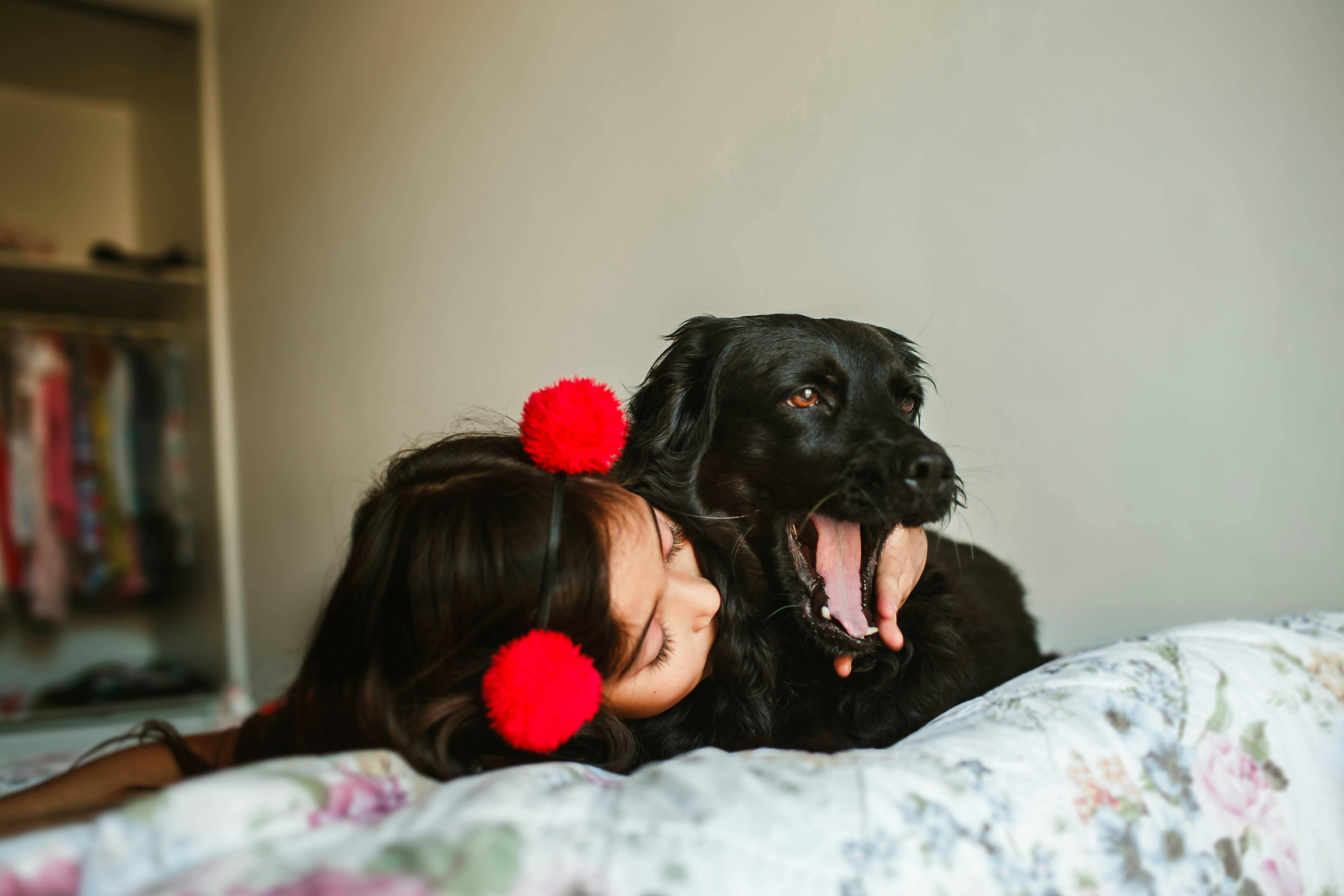 girl kissing adorable yawning spaniel on bed