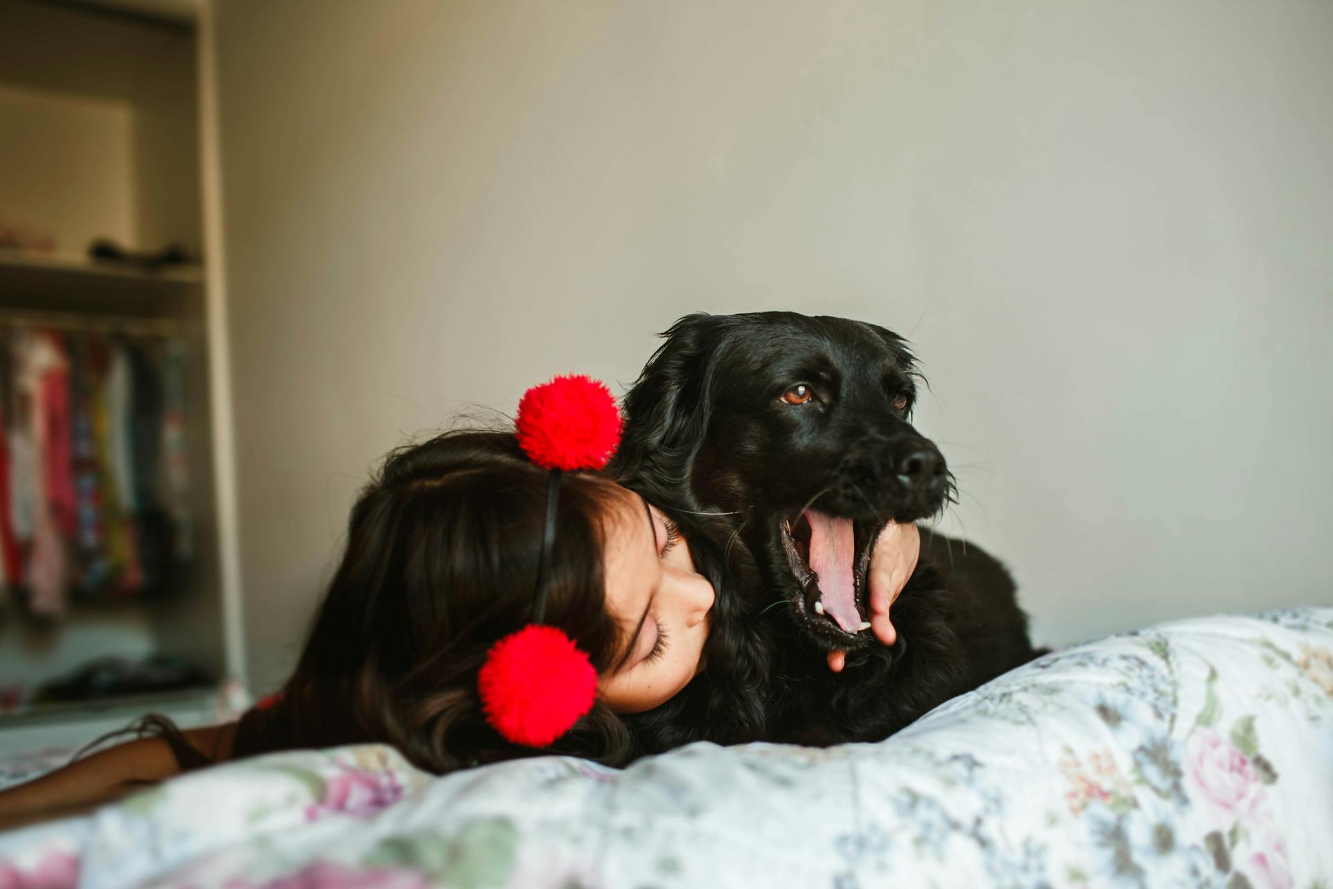 Girl kissing adorable yawning Spaniel on bed