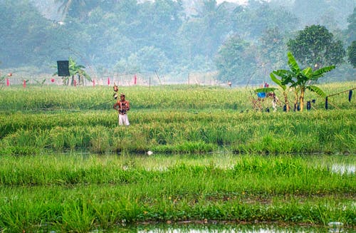 A Man Standing in the Farm Field