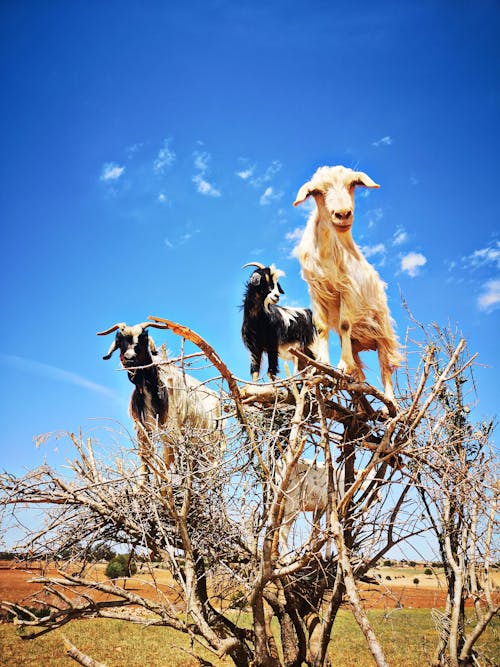 Free stock photo of animal, animal lover, goat Stock Photo