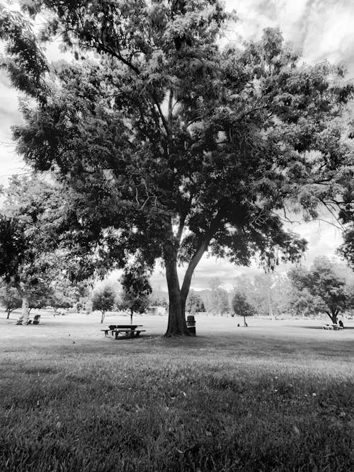 Free stock photo of oak tree, park bench Stock Photo