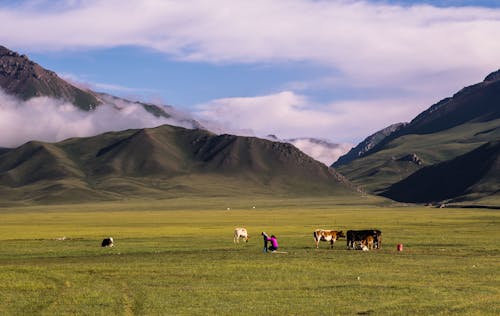 Darmowe zdjęcie z galerii z cattles, góry, gospodarstwo