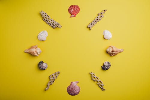 Free Top view of assorted ribbed sea shells and corals with holes in form of circle on colorful surface Stock Photo